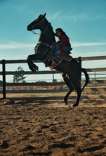 Horse standing on back legs with a rider on it's back