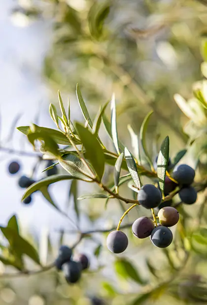 Close-up photo of black olives on a branch