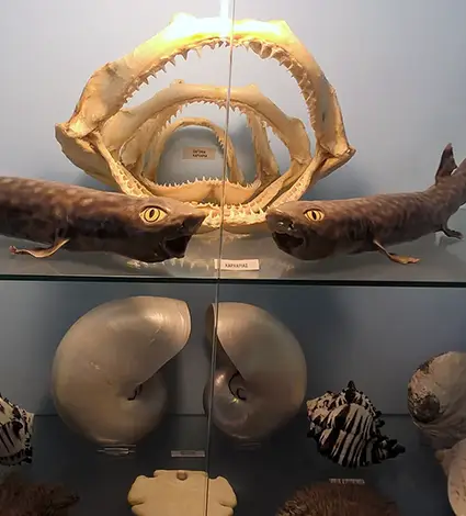 Natural History Museum
